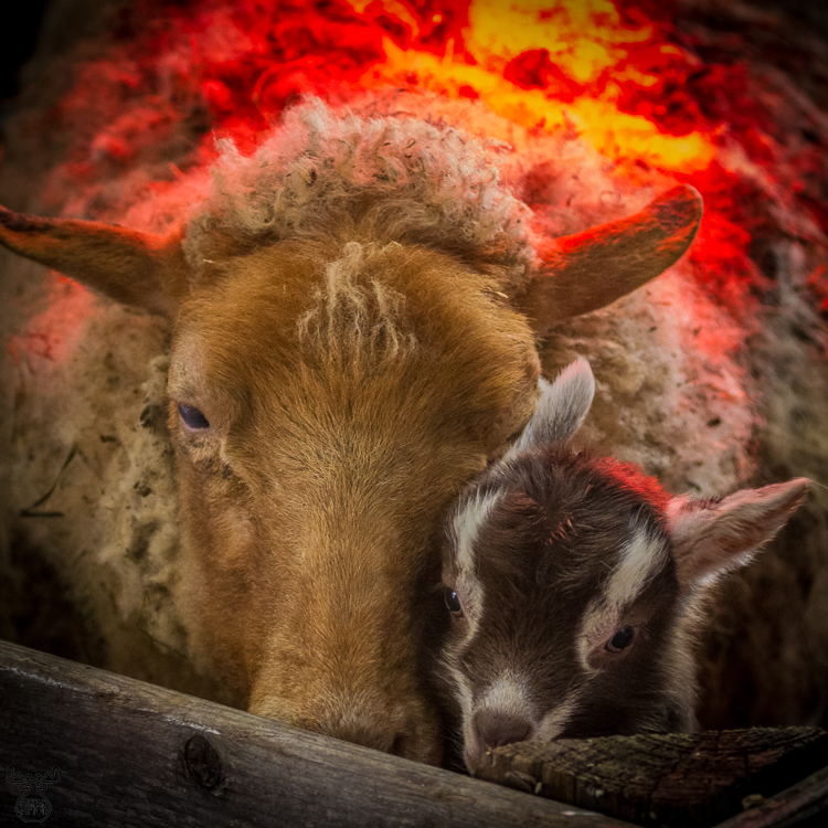 4887 - A Special Companionship - Eine besondere Gemeinschaft