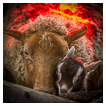  4887 - A Special Companionship - Eine besondere Gemeinschaft 