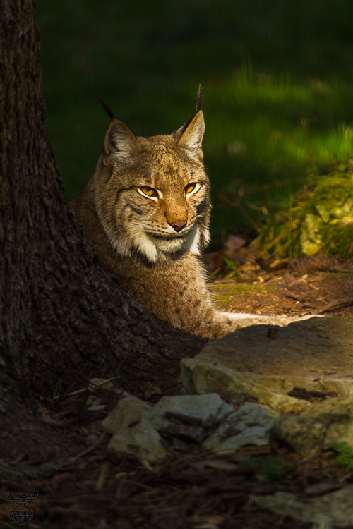 4898 - Sunlit lynx - -