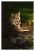  4898 - Sunlit lynx - - 
