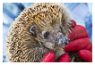  5070 - Johann Survivor - - 
