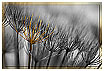  587 - Old Angelica - - 