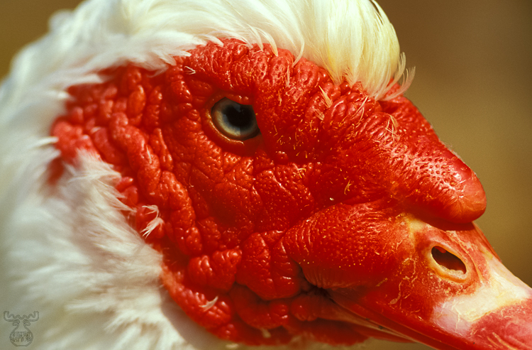 612 - Eyeballing the drake - Auge in Auge