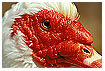  612 - Eyeballing the drake - Auge in Auge 