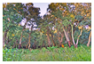  6200 - Cork Oak Forest - Korkeichenwald 