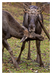  6258 - What is That - - 