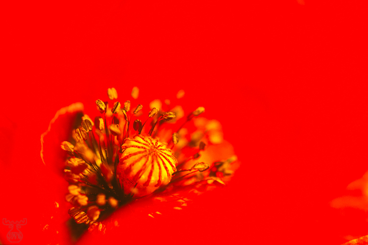 630 - Corn Poppy - Klatschmohn