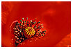  630 - Corn Poppy - Klatschmohn 