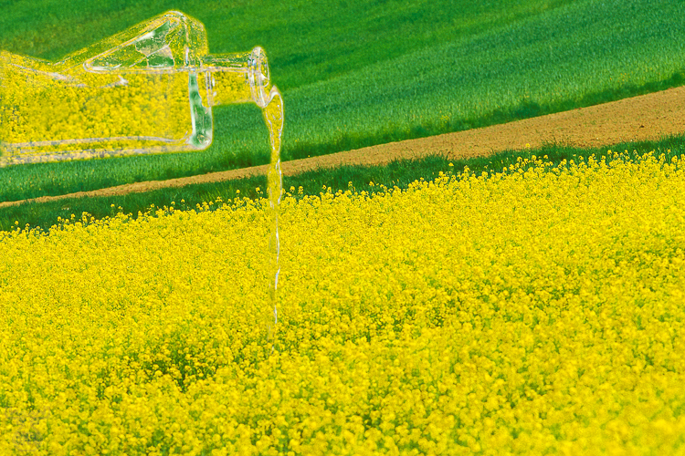 648 - Oilseed Rape Planting - -