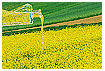  648 - Oilseed Rape Planting - - 
