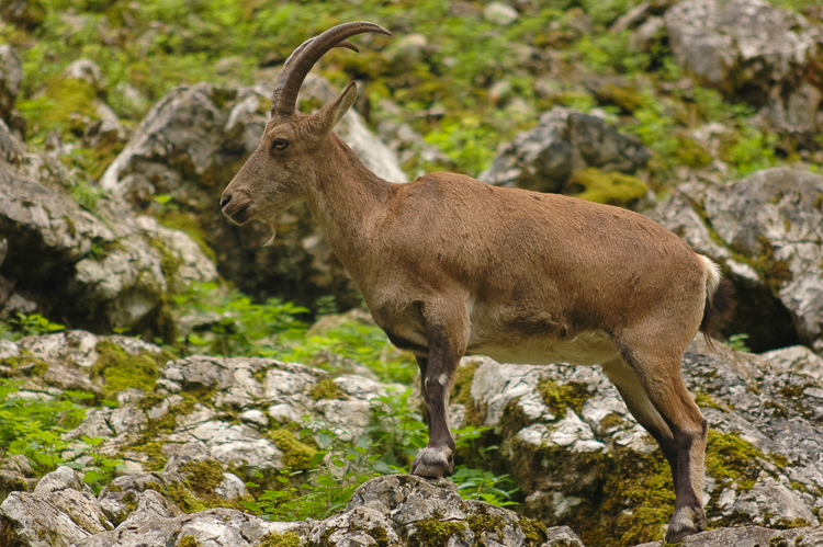 655 - Capricorn - Steinbock