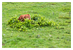  6982 - Hide and seek - cow version - - 