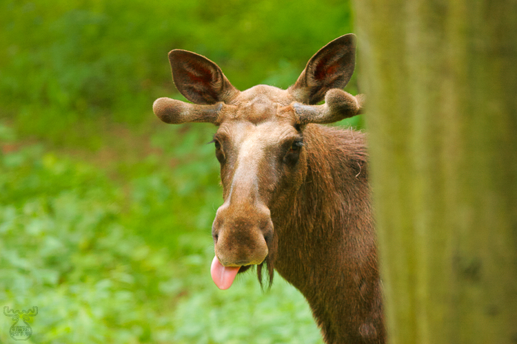 729 - Moosetongue - Elchzunge