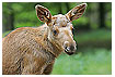  730 - Firstborn - - 