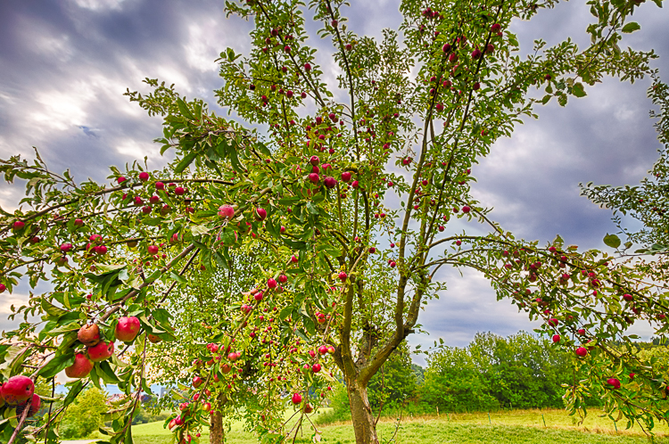 7776 - Traditional Orchard - -