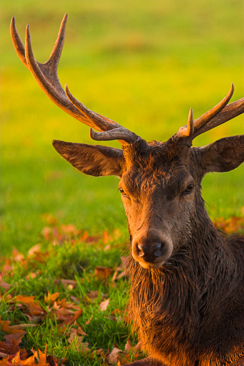 807 - Red Deer Portrait - Rothirsch Porträt