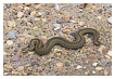  8091 - Danish Viper - - 