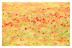  8150 - Poppy in Motion - Mohn in Motion 