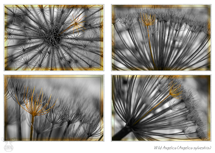 818 - Wild Angelica Collection - Wilde Engelwurz Quartett