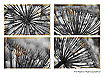  818 - Wild Angelica Collection - Wilde Engelwurz Quartett 