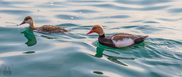 8254 - Lake Garda Pochards - -