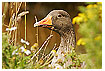  880 - Curious looking thorugh - Neugieriger Durchblick 