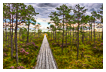  9301 - Into The Marshland - - 