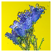  9327 - Bellflower Bubbles - - 