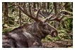  9386 - The Swedish King - - 