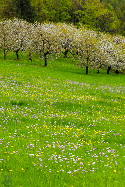 978 - Franconian Grassland - Fränkische Wiesenlandschaft